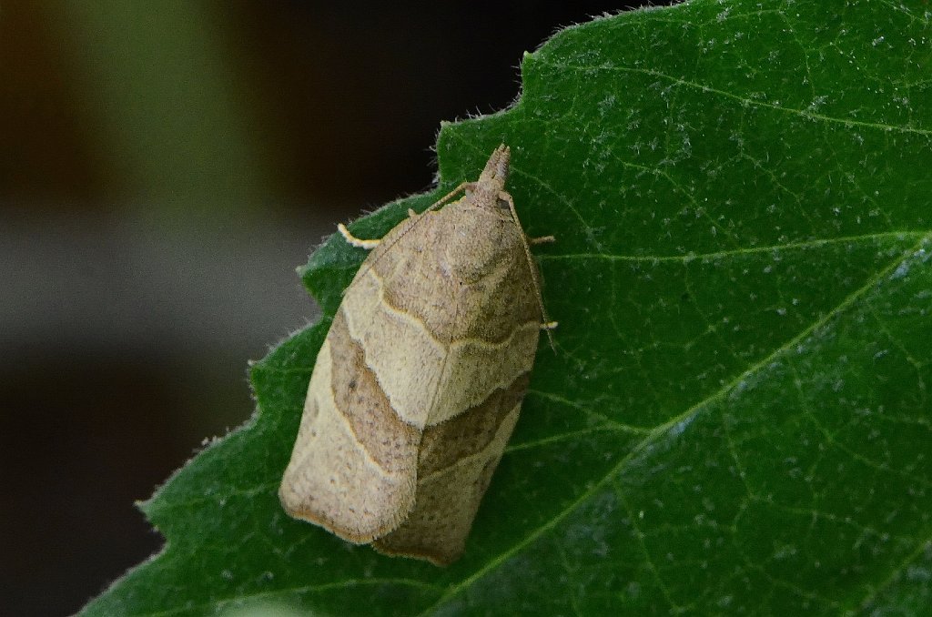 088 2016-06066541 Broad Meadow Brook, MA.JPG - Woodgrain Leafroller Moth (Pandemis lamprosana). Broad Meadow Brook Wildlife Sanctuary, MA, 6-6-2016